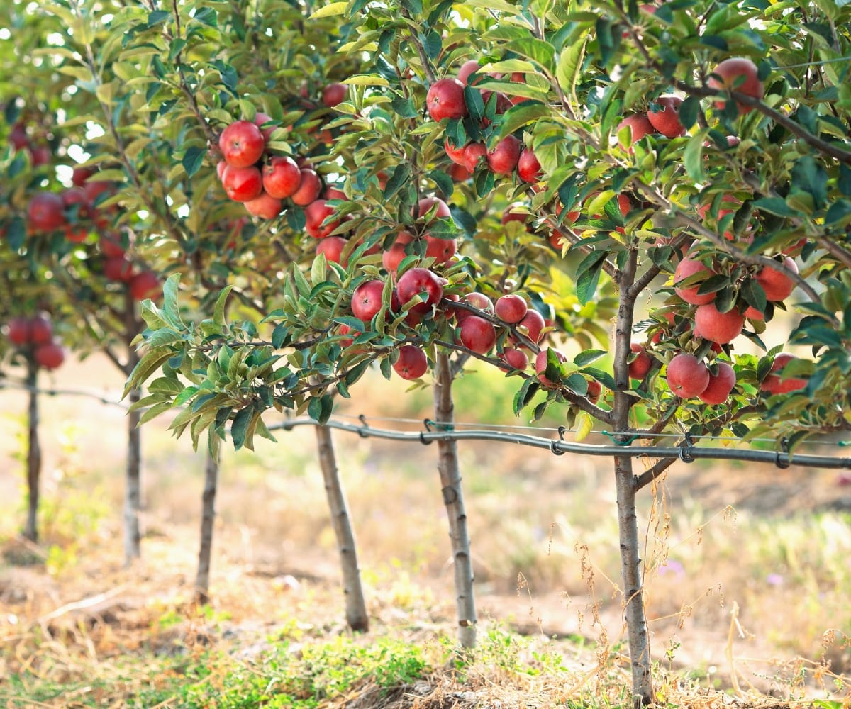 Apple trees growing in a garden