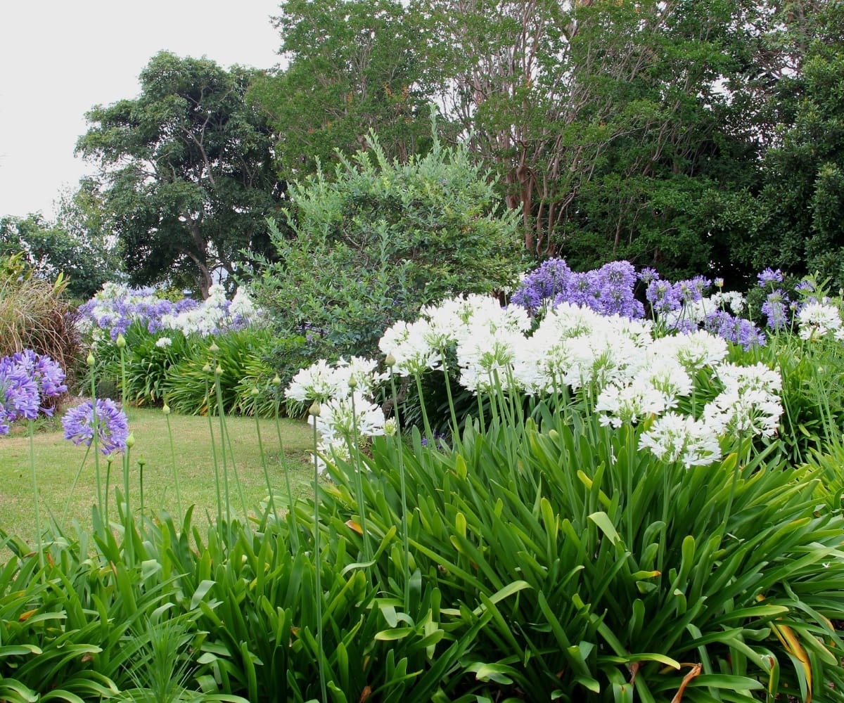 A biodiverse garden