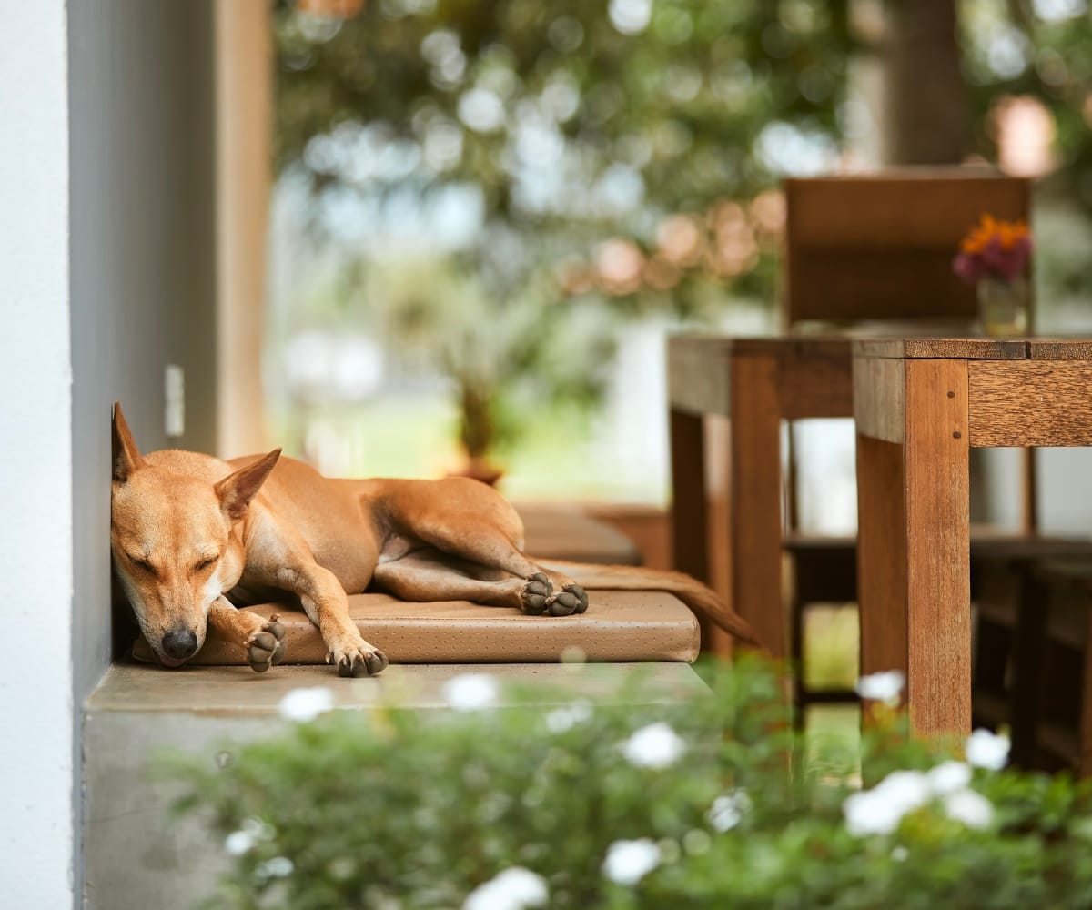 A dog asleep on a bench under an awning