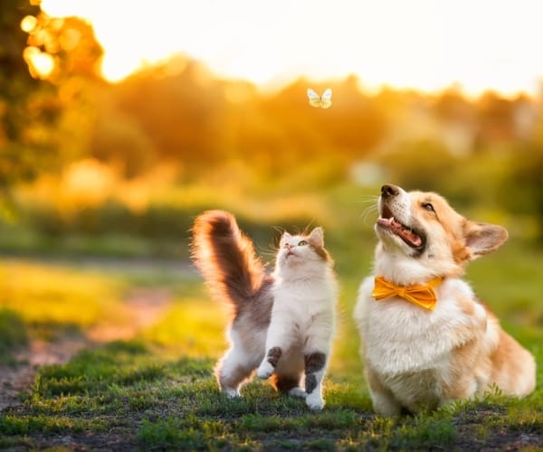 Two cute pets a cat and a dog in the garden