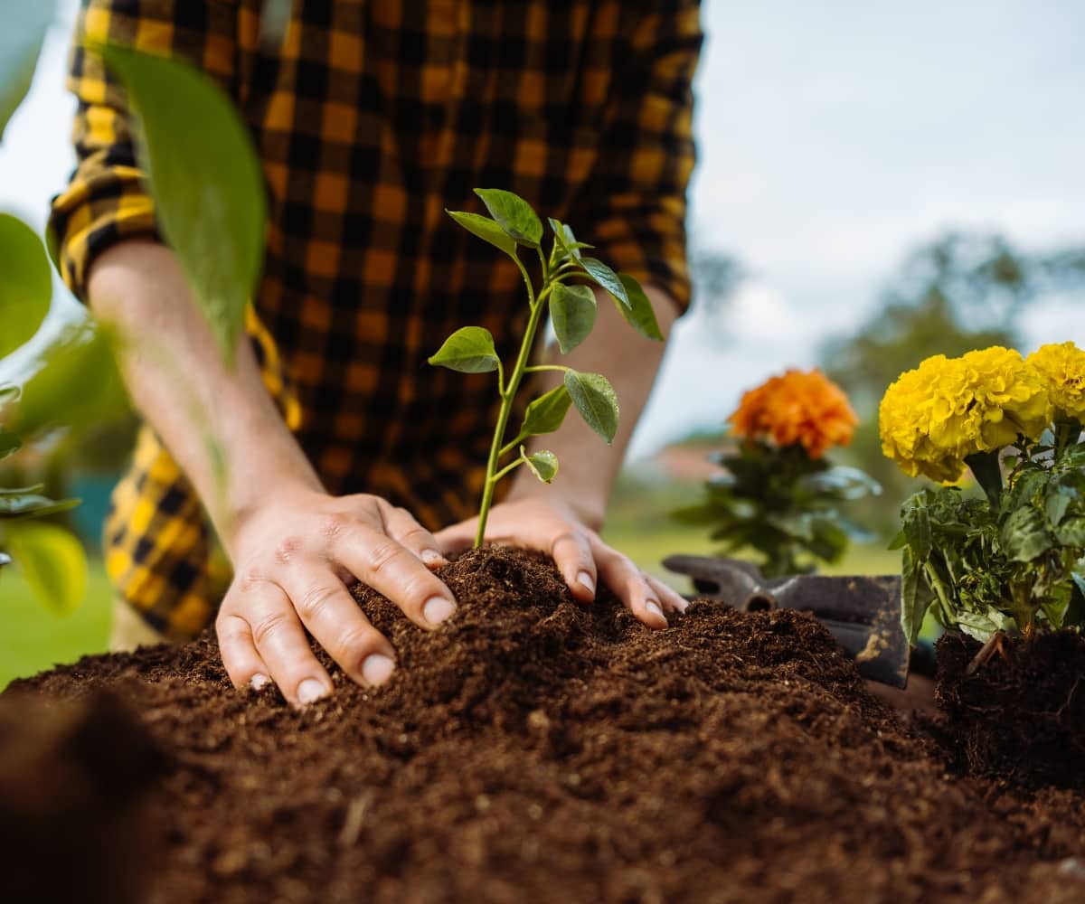 Person planting a young sapling in garden soil surrounded by flowers