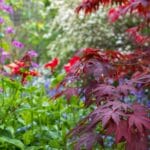 UK awnings for gardens – Lush garden scene with red Japanese maple leaves and colourful flowers in soft focus behind.